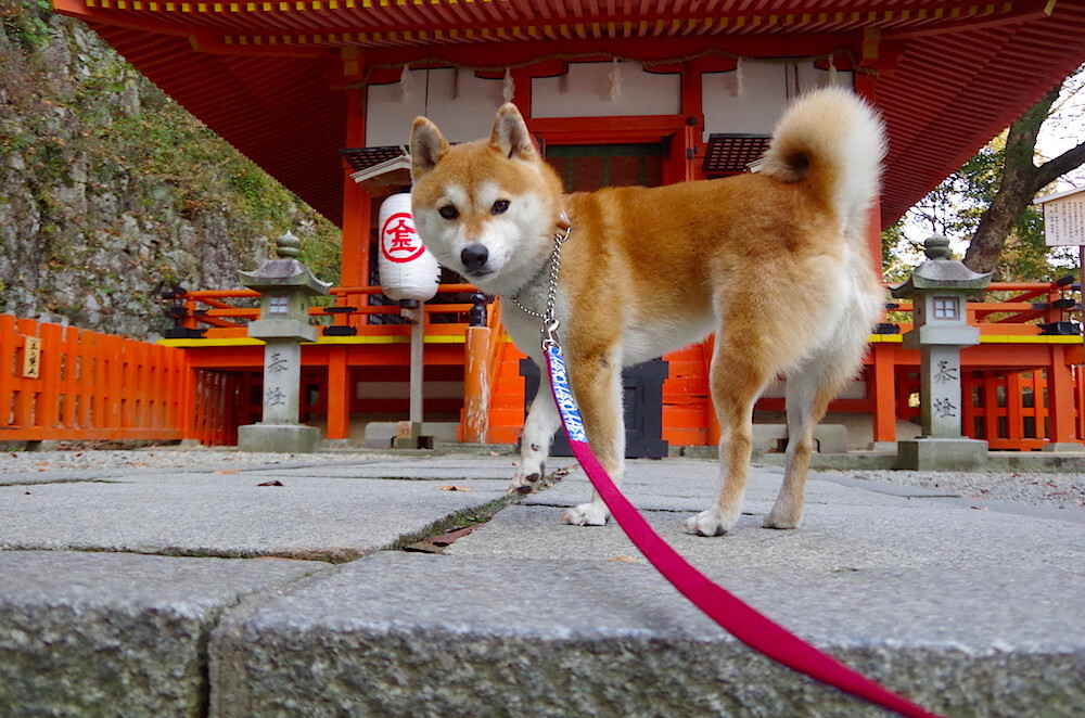 NBA球员训练负荷管理，nba球员体能训练计划