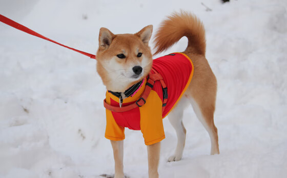 NBA球员训练过程中的心理调控技术，nba球员训练过程中的心理调控技术是什么