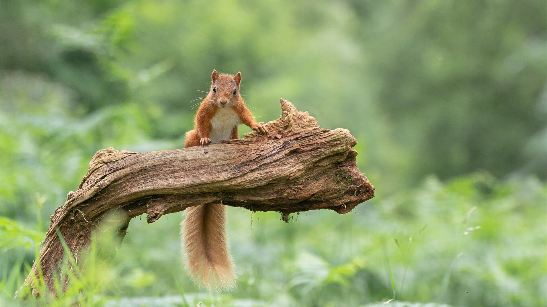 乐鱼电竞在线平台登录入口-国足历史大比分胜场比赛回顾，国足历史大比分胜场比赛回顾视频