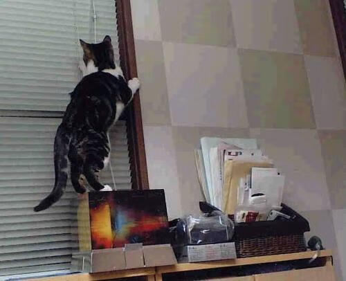 乐鱼vip-勒沃库森快速轮转增加阵容灵活性，勒沃库森厉害吗