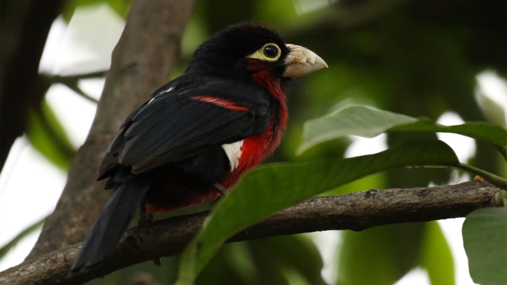 leyu乐鱼-德甲拜仁持续高歌猛进，目标锁定多项冠军