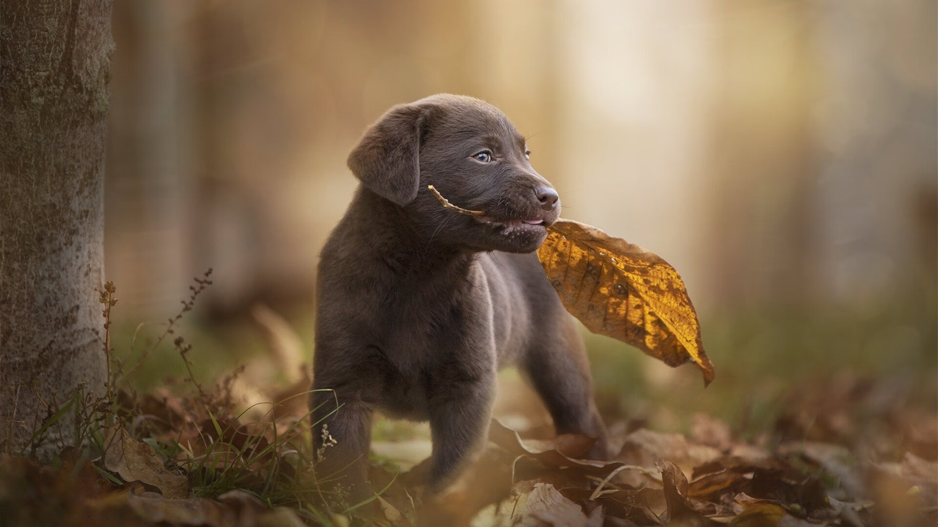 英超冲刺激烈:悬念、激情、荣耀不断!,英超prizm choice