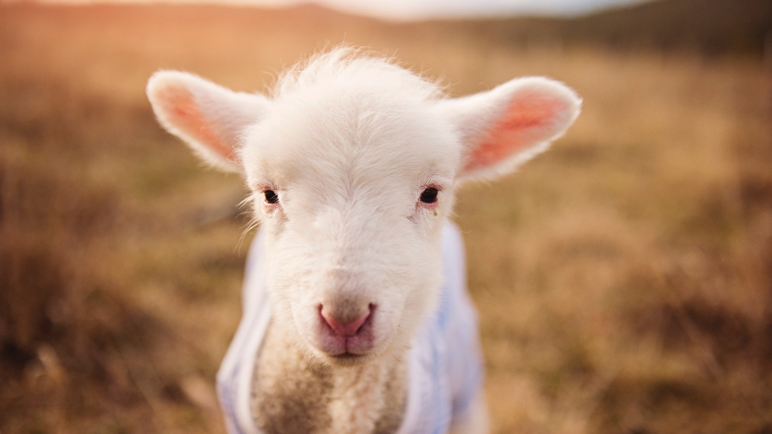 乐鱼体育登录-中国足球青年球员队内外联赛均衡发展路径，中国足球青训体系